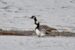 1-Bernache nonnette | Branta leucopsis | Barnacle Goose